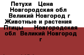 Петухи › Цена ­ 500 - Новгородская обл., Великий Новгород г. Животные и растения » Птицы   . Новгородская обл.,Великий Новгород г.